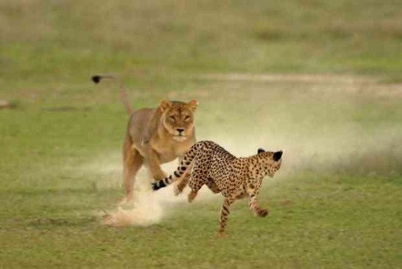 Big Cat Wars Big Cat Wars
